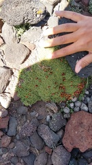 Azorella valentini