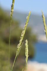 Elymus athericus
