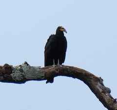 Cathartes melambrotus