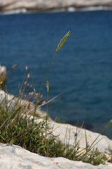 Elymus athericus