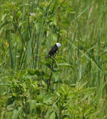 Arundinicola leucocephala