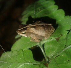 Rhinella margaritifera