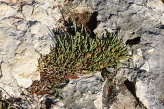 Arthrocaulon macrostachyum