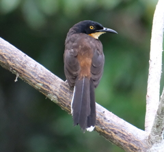 Donacobius atricapilla