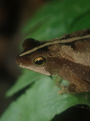 Rhinella margaritifera