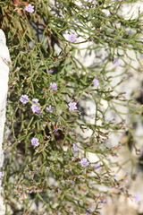Limonium ithacense