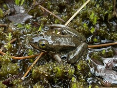 Rana pretiosa