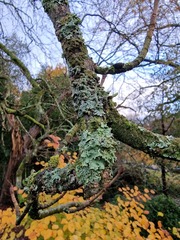 Punctelia subrudecta