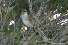 Mimus gundlachii