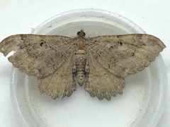 Rheumaptera meadii