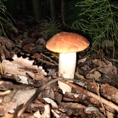 Leccinum albostipitatum