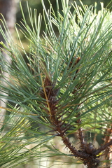 Pinus teocote