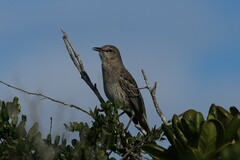 Mimus gundlachii