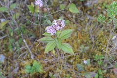 Stevia ovata