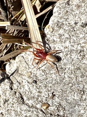 Dysderidae