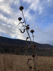 Helianthus annuus