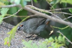 Melopyrrha violacea