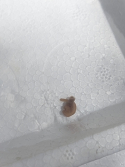 Baseodiscus delineatus