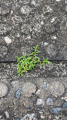 Oldenlandia corymbosa