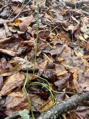 Allium vineale