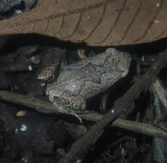 Hamptophryne boliviana
