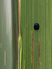 Hemisphaerota cyanea