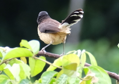 Donacobius atricapilla