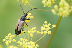 Trigonarthris subpubescens