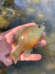 Lepomis aquilensis