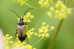 Trigonarthris subpubescens