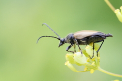Trigonarthris subpubescens