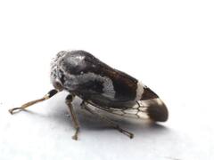 Ophiderma