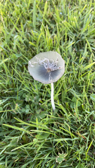 Lanatulae