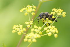Trigonarthris subpubescens