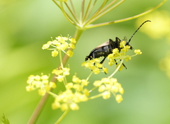 Trigonarthris subpubescens