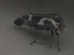 Ophiderma