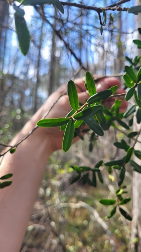 Image of Ilex myrtifolia by (c) Jeff Wilson, some rights reserved (CC BY)