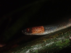 Siphlophis compressus