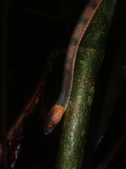 Siphlophis compressus