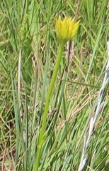 Helichrysum aureonitens