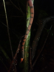 Siphlophis compressus