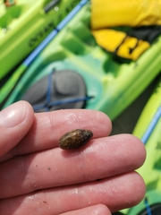 Bulla occidentalis