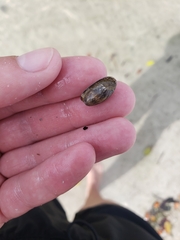 Bulla occidentalis