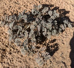 Dalea mollissima