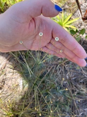 Syngonanthus flavidulus