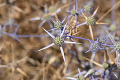Eryngium creticum