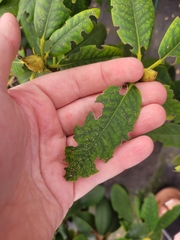 Otiorhynchus sulcatus