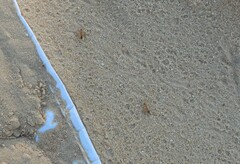 Camponotus aegyptiacus