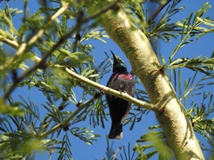 Cinnyris bifasciatus