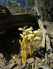 Aphyllon franciscanum